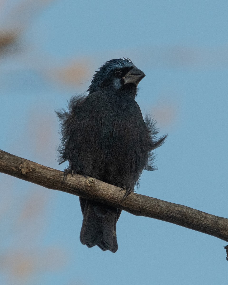 Ultramarine Grosbeak - ML624079014