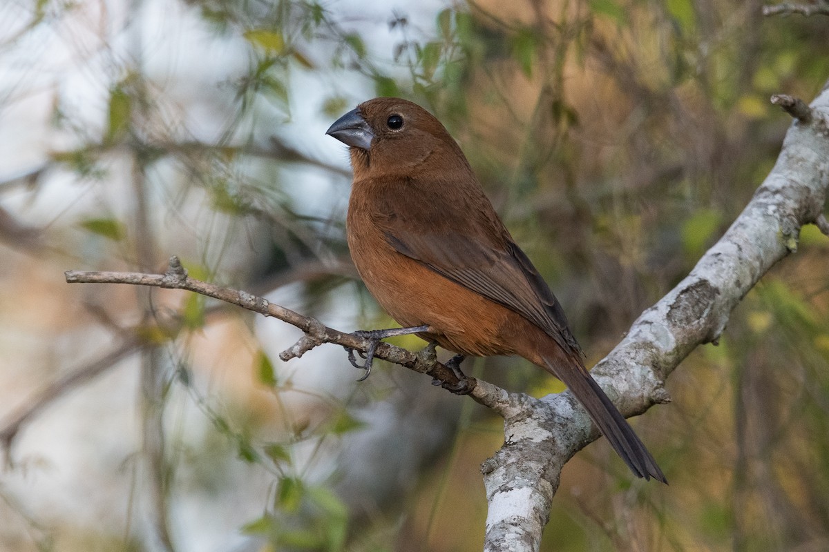 Ultramarine Grosbeak - ML624079019