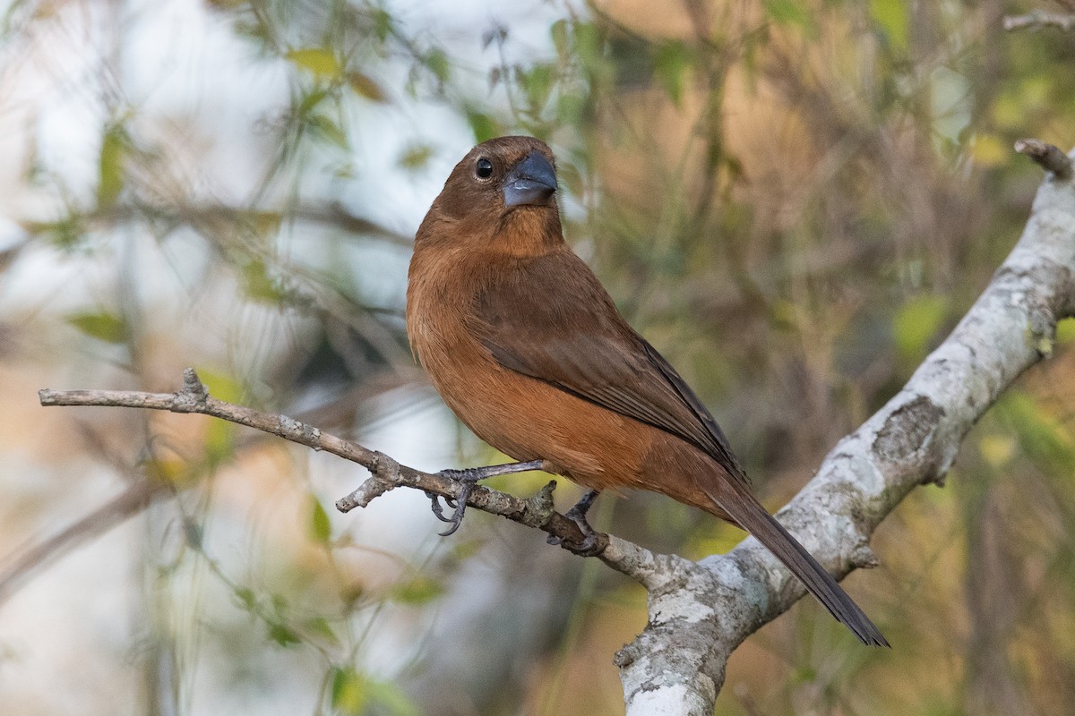 Ultramarine Grosbeak - ML624079020