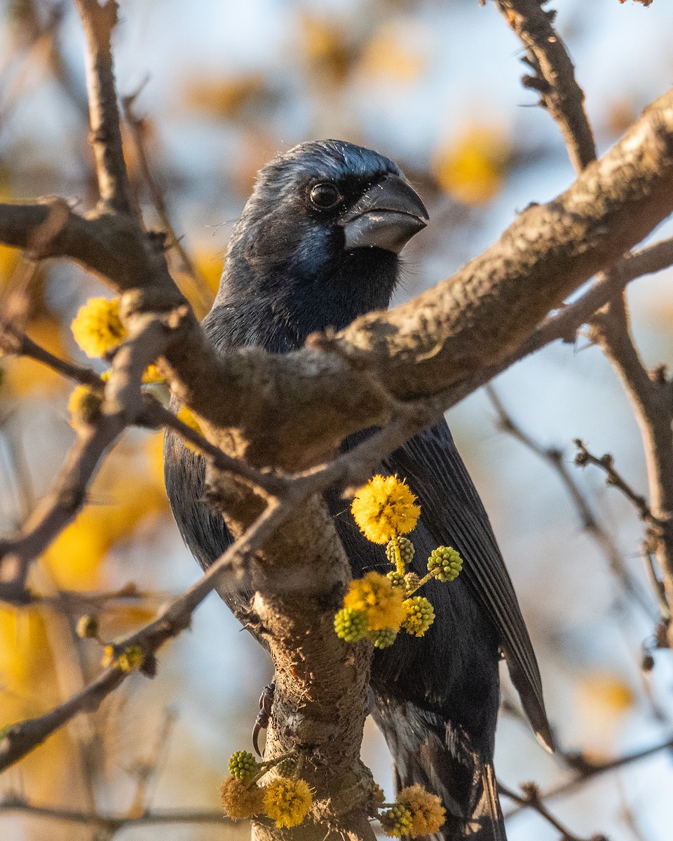 Ultramarine Grosbeak - ML624079021