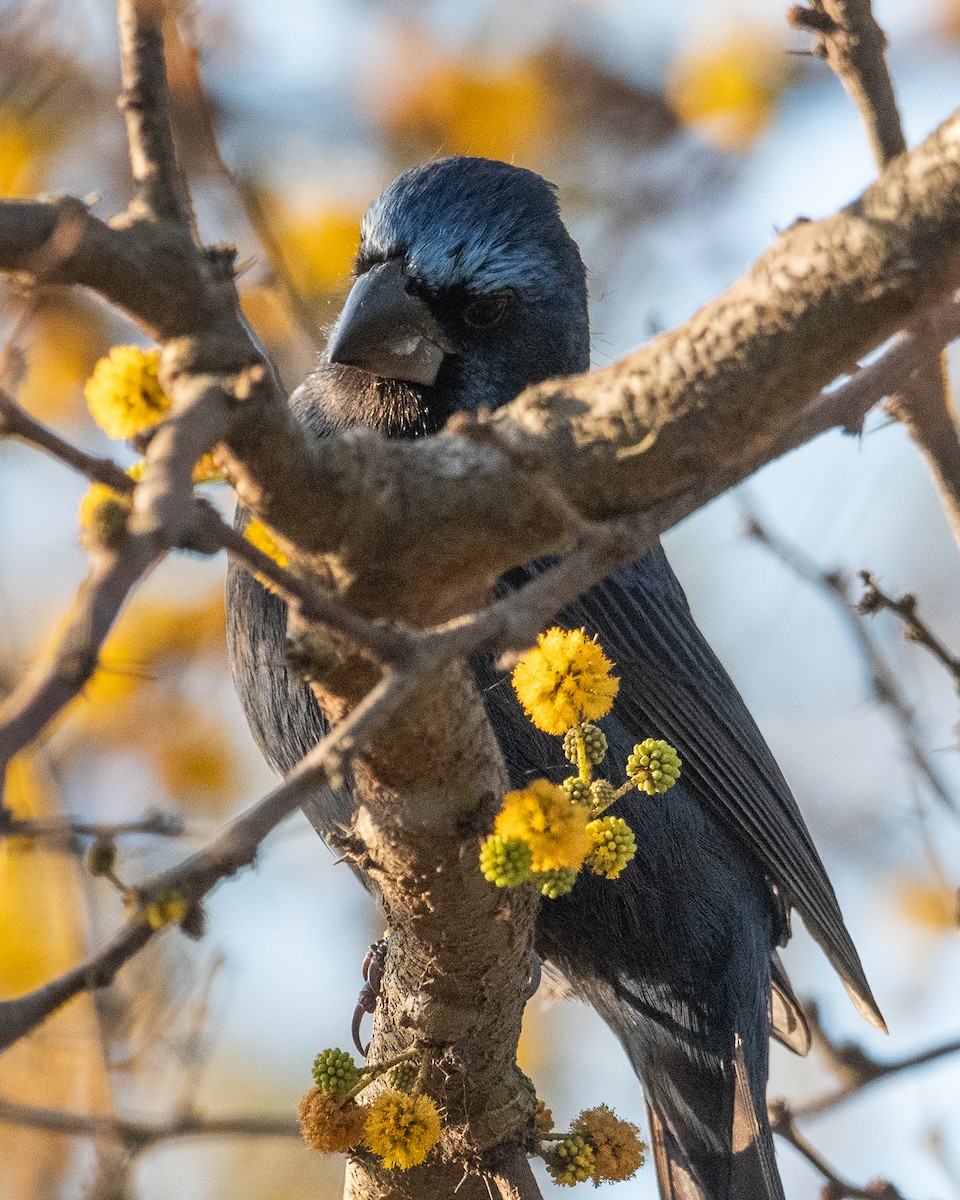 Ultramarine Grosbeak - ML624079022