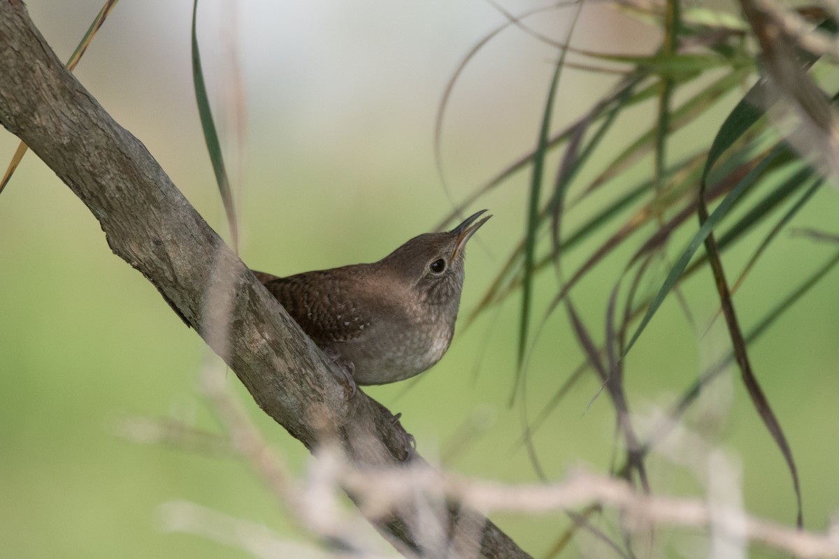 House Wren - ML624079069