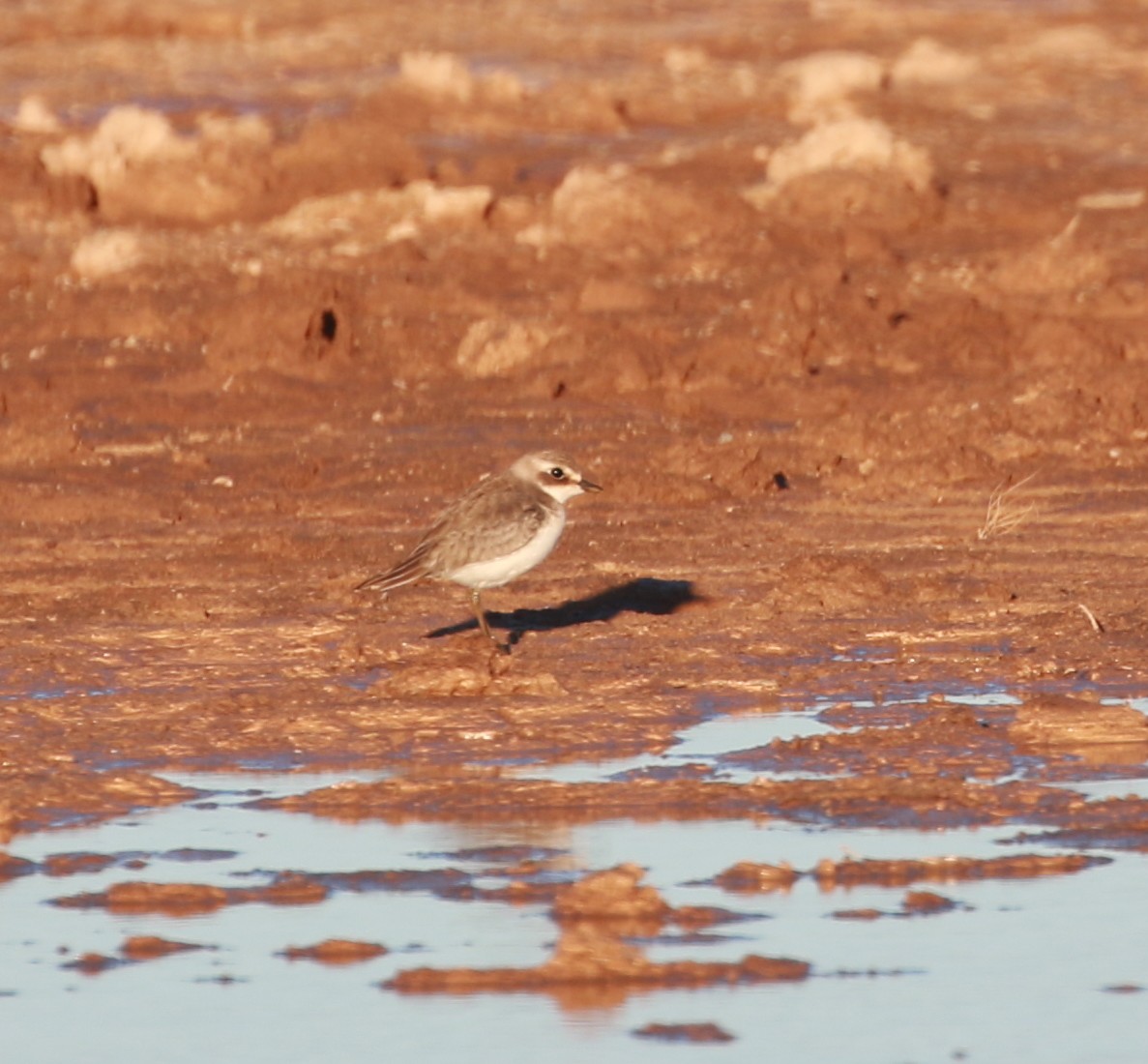 Txirritxo mongoliarra - ML624079102