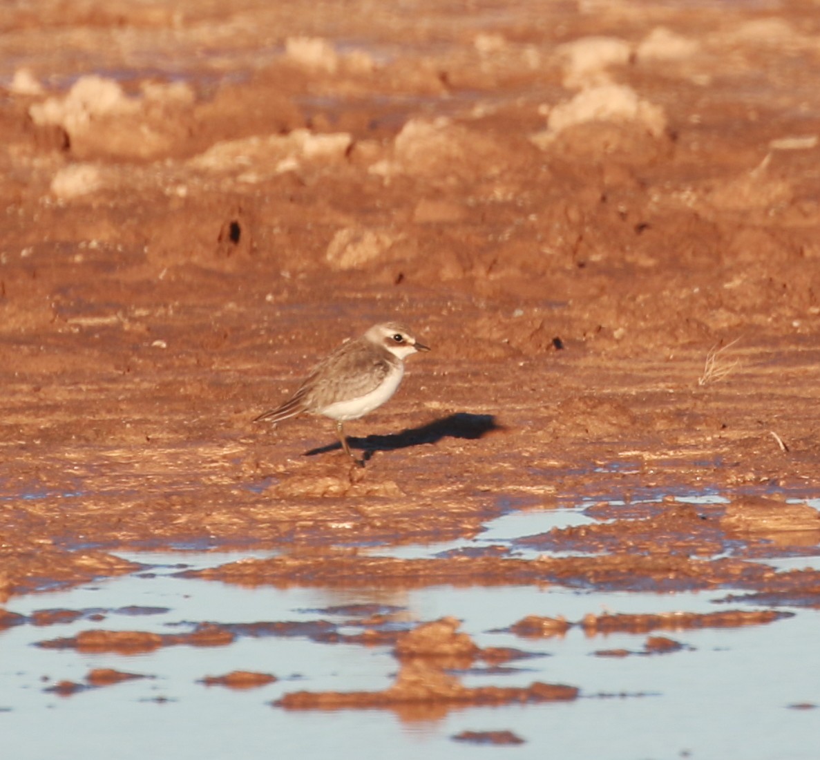 Siberian Sand-Plover - ML624079102