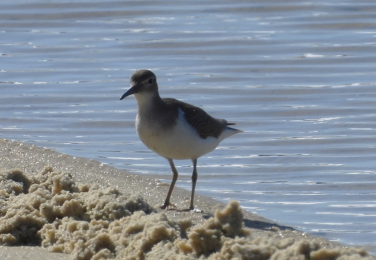 Spotted Sandpiper - ML624079104