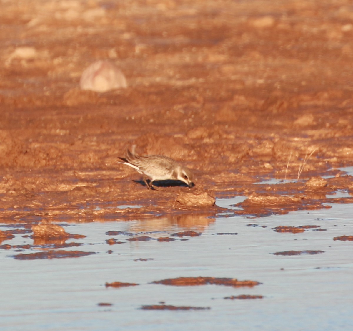 Siberian Sand-Plover - ML624079105