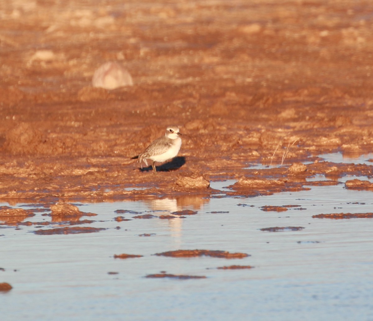 Siberian Sand-Plover - David Stejskal