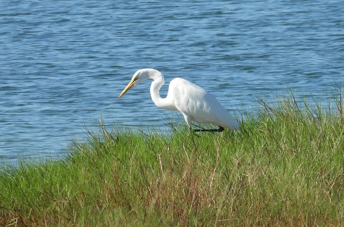 Great Egret - ML624079152