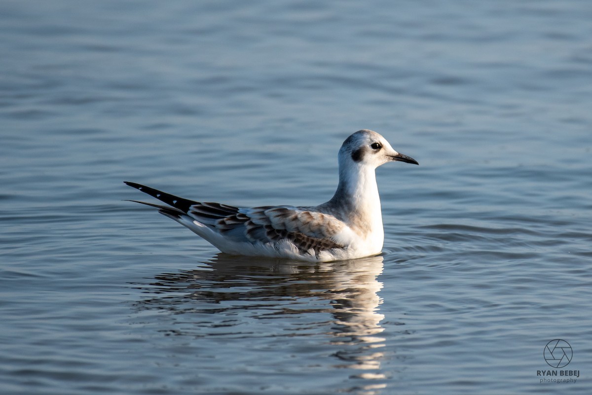 Bonaparte's Gull - ML624079159