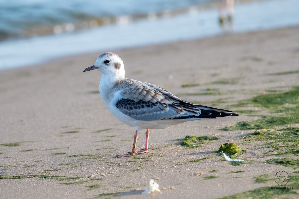 Bonaparte's Gull - ML624079166