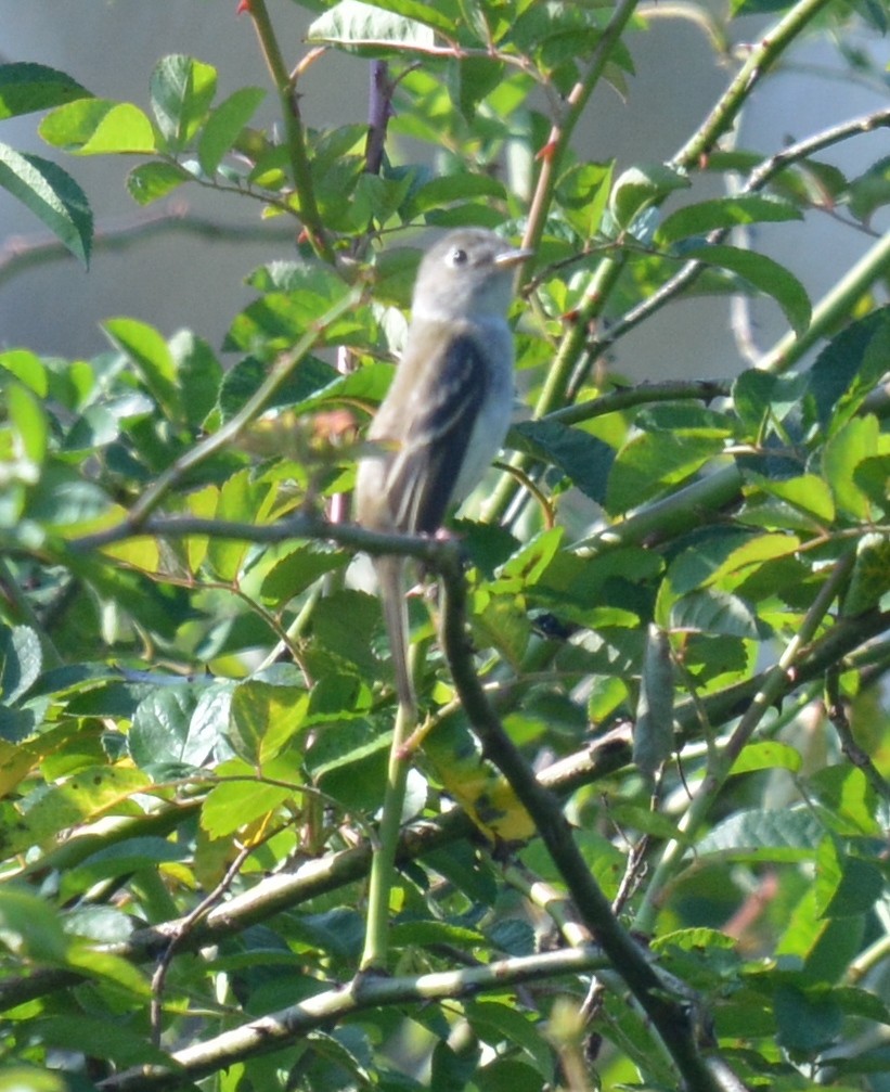 Least Flycatcher - ML624079191
