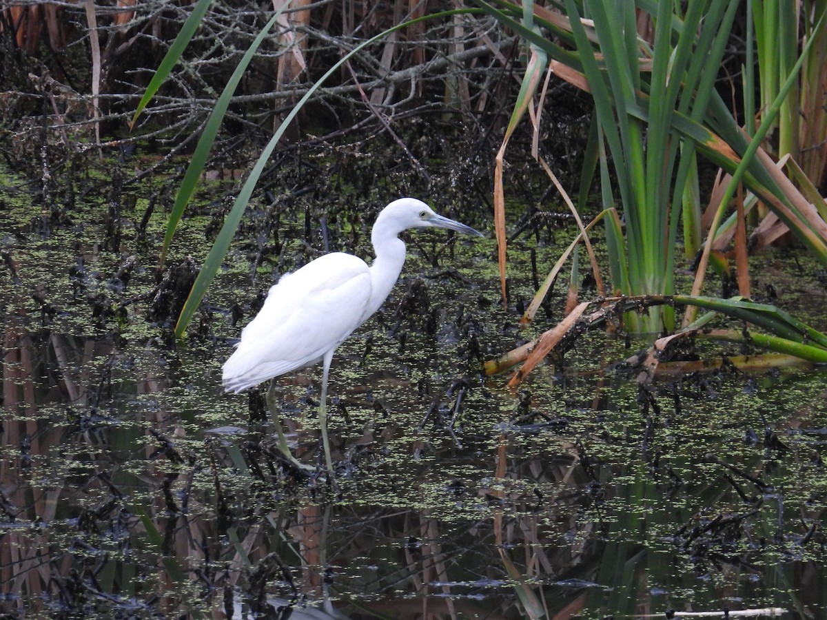 Little Blue Heron - ML624079194