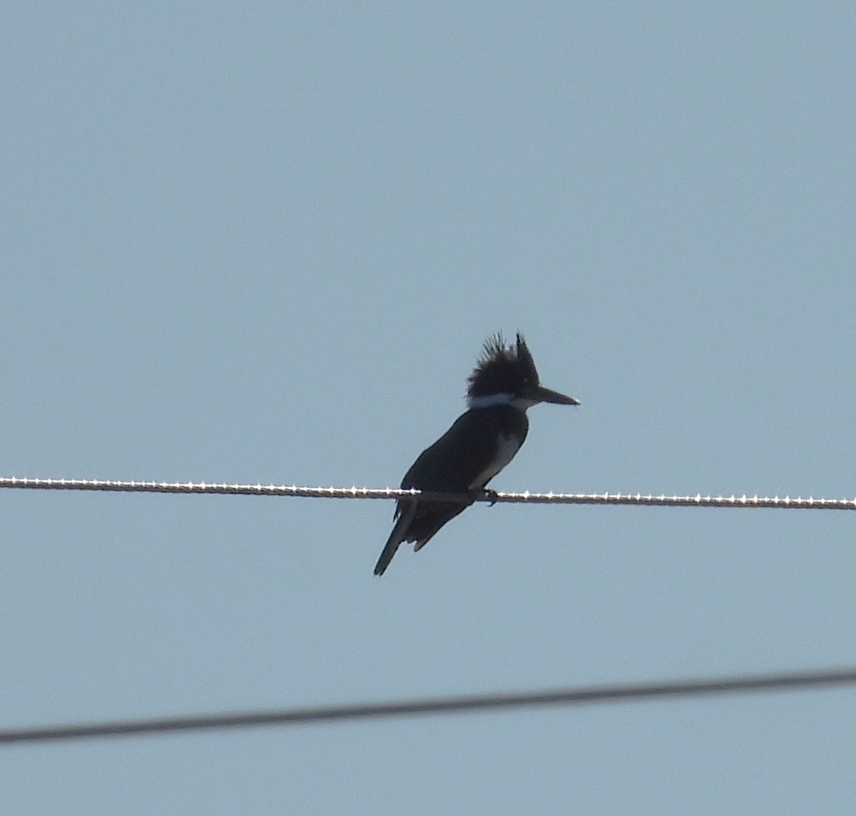 Belted Kingfisher - ML624079226