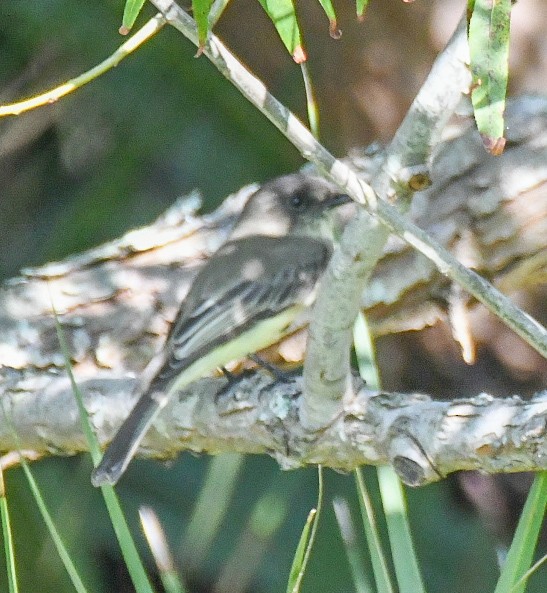 Eastern Phoebe - ML624079245