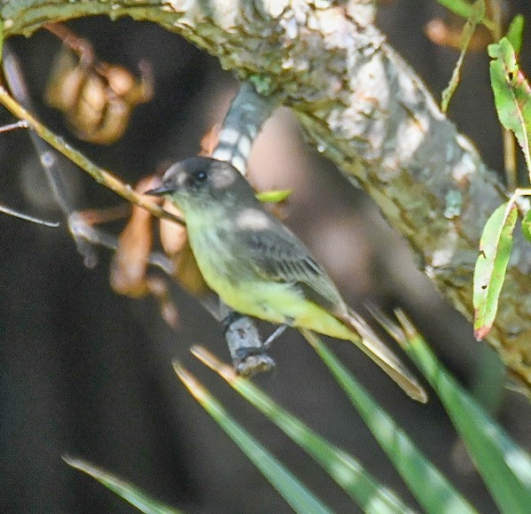 Eastern Phoebe - ML624079246