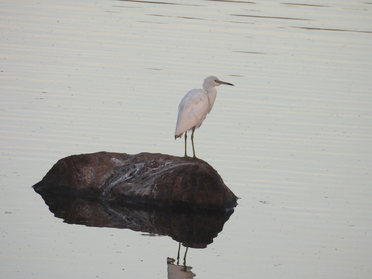 Little Blue Heron - ML624079302