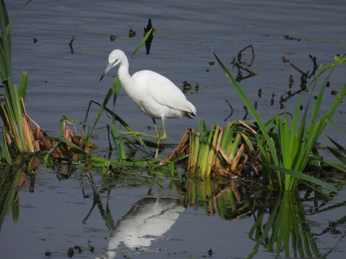 Little Blue Heron - ML624079310