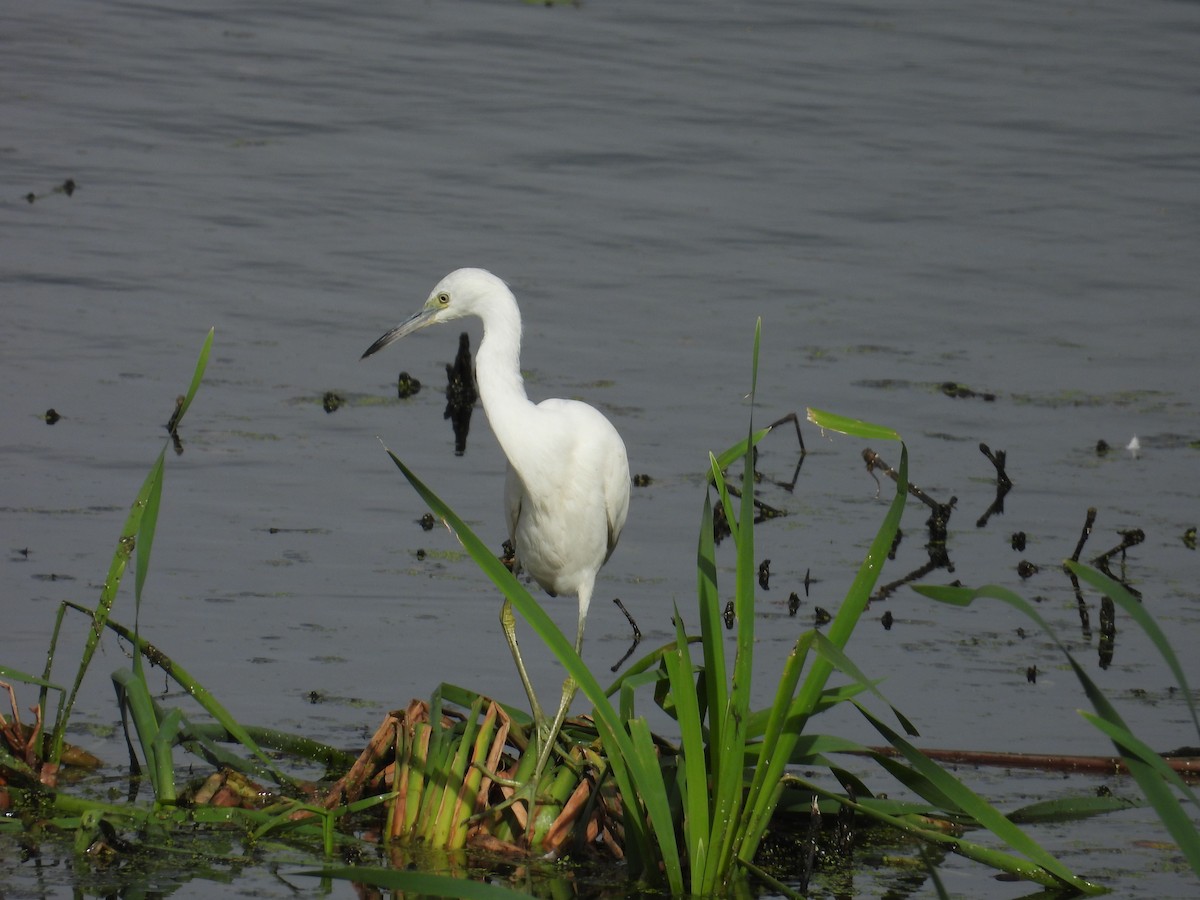 Little Blue Heron - ML624079312