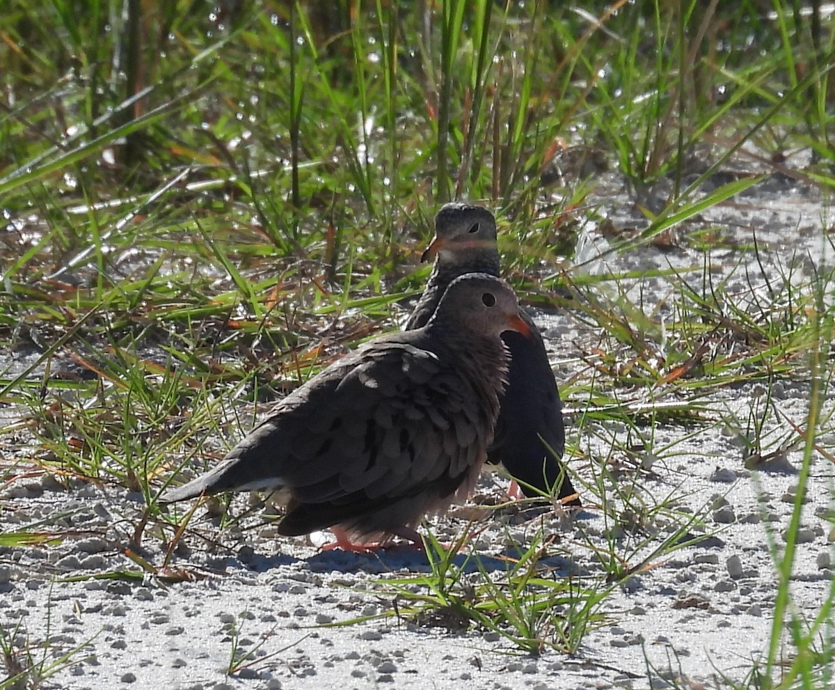 Common Ground Dove - ML624079322