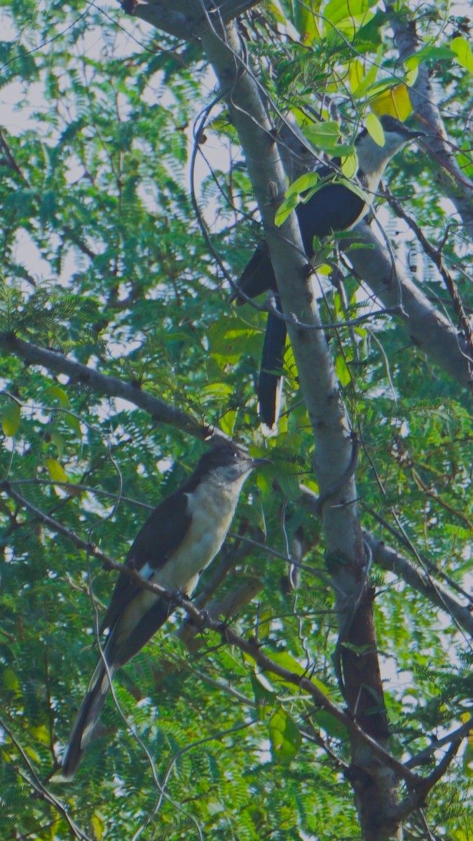 Pied Cuckoo - ML624079327