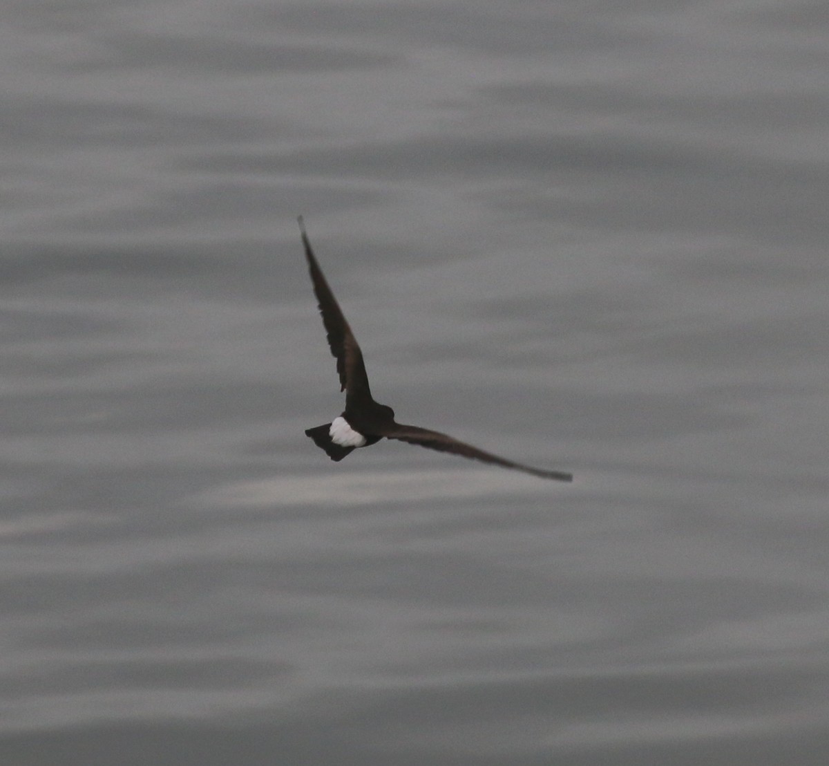 Wedge-rumped Storm-Petrel - ML624079357