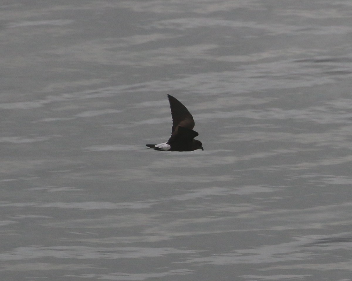 Wedge-rumped Storm-Petrel - ML624079359