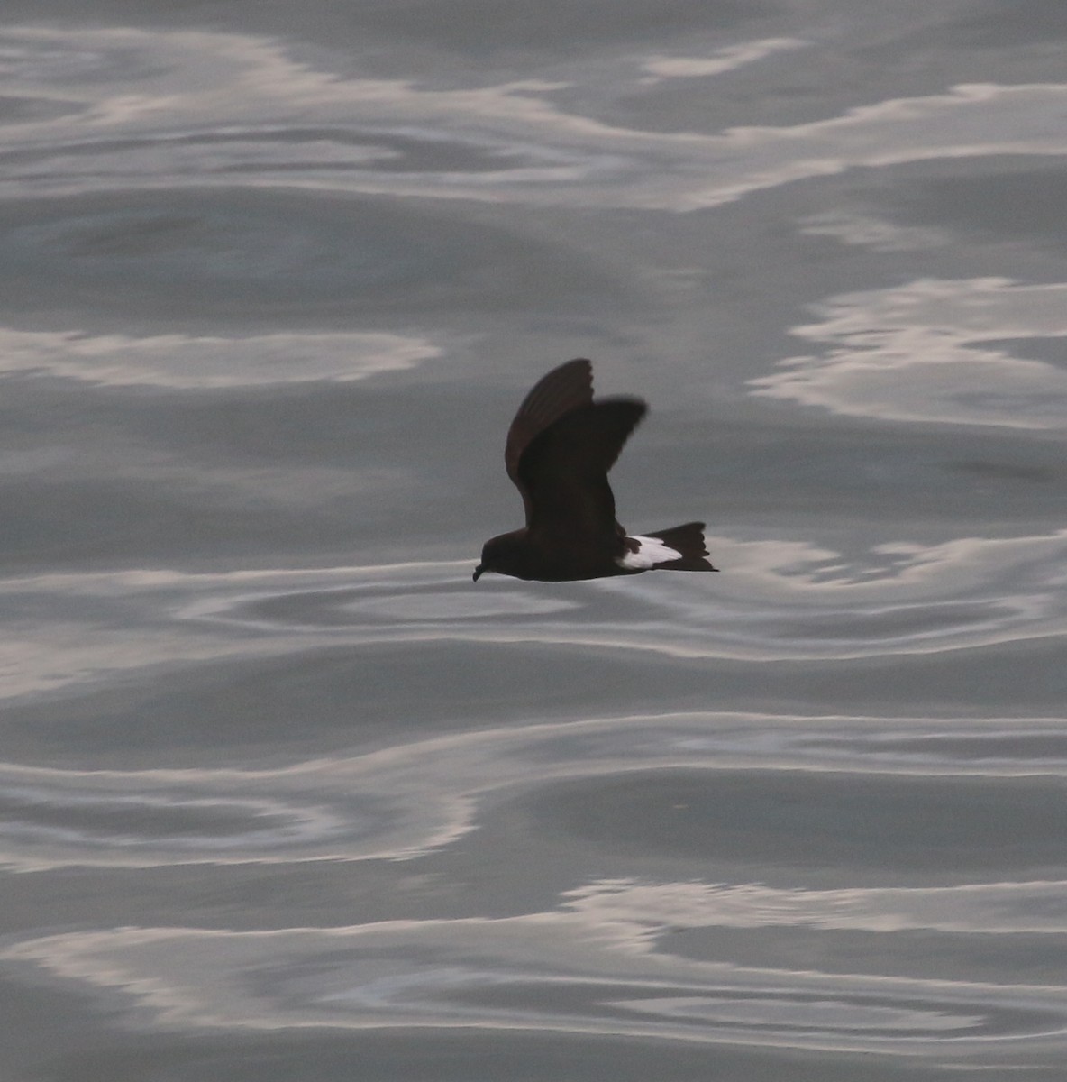 Wedge-rumped Storm-Petrel - ML624079360