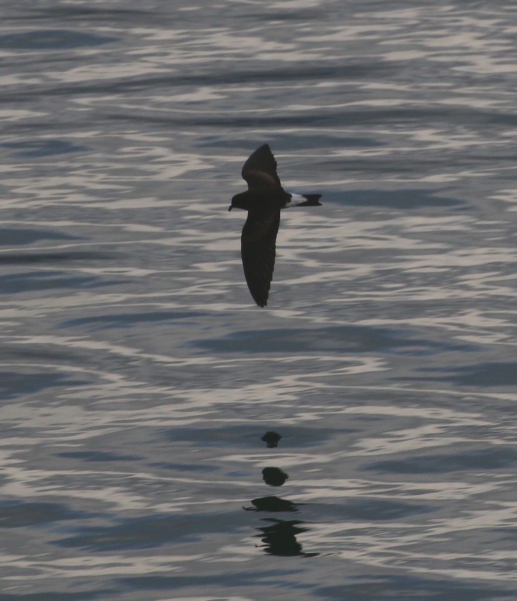 Wedge-rumped Storm-Petrel - ML624079361