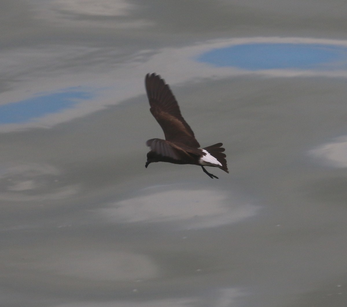 Wedge-rumped Storm-Petrel - ML624079362
