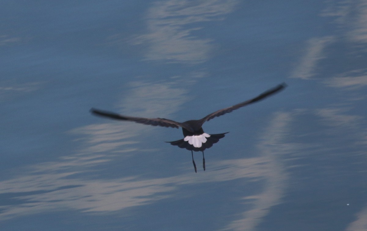 Wedge-rumped Storm-Petrel - ML624079366