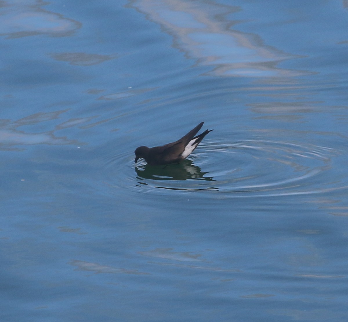 Wedge-rumped Storm-Petrel - ML624079368