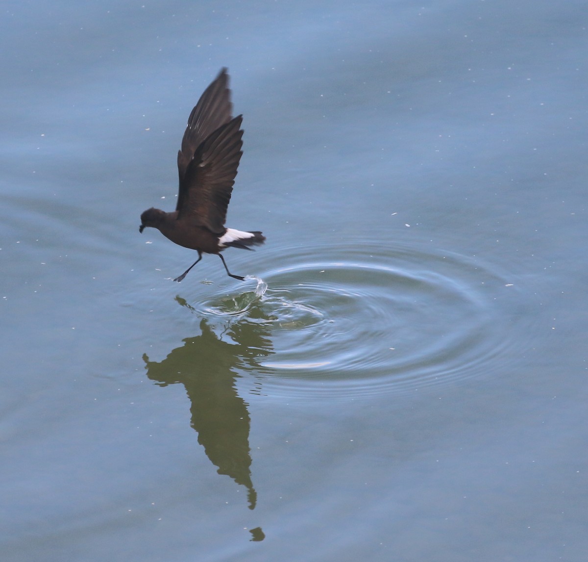Wedge-rumped Storm-Petrel - ML624079370