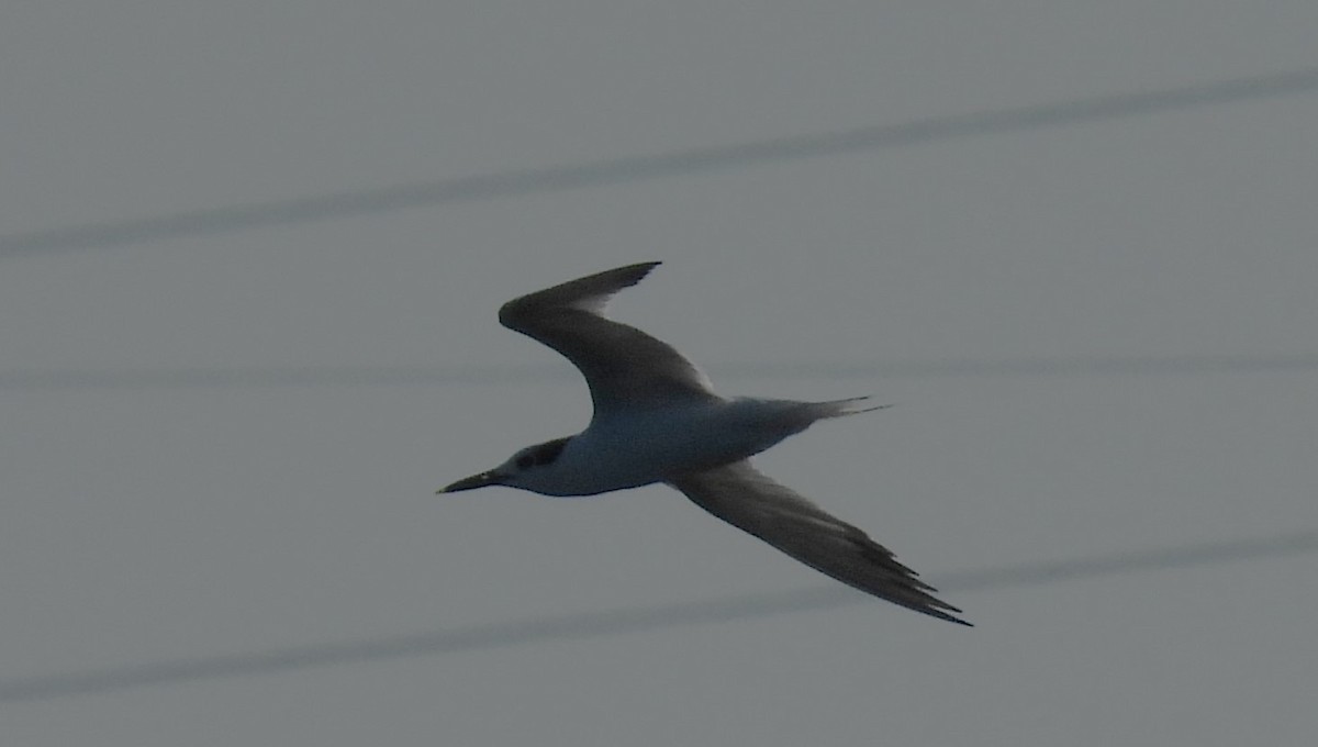 Sandwich Tern - ML624079371