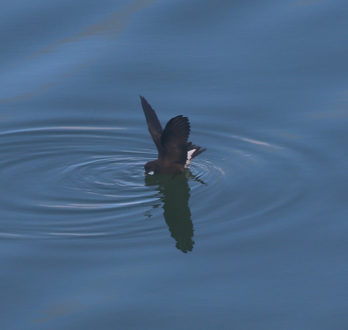 Wedge-rumped Storm-Petrel - ML624079372