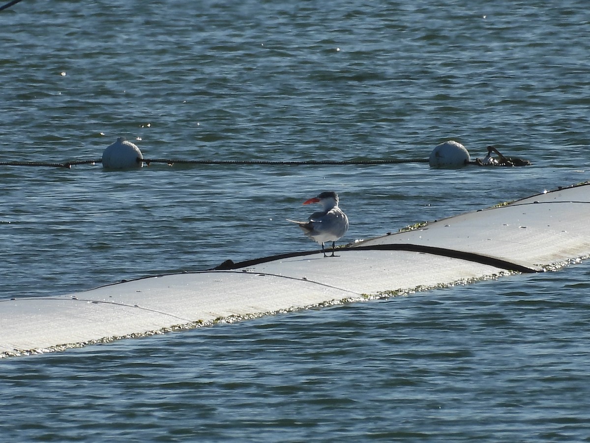 Caspian Tern - ML624079383