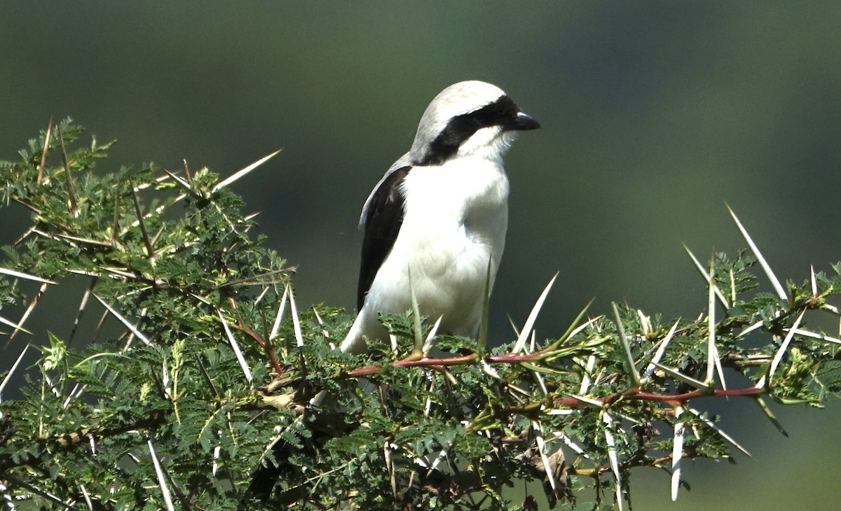 Gray-backed Fiscal - Martin Brookes