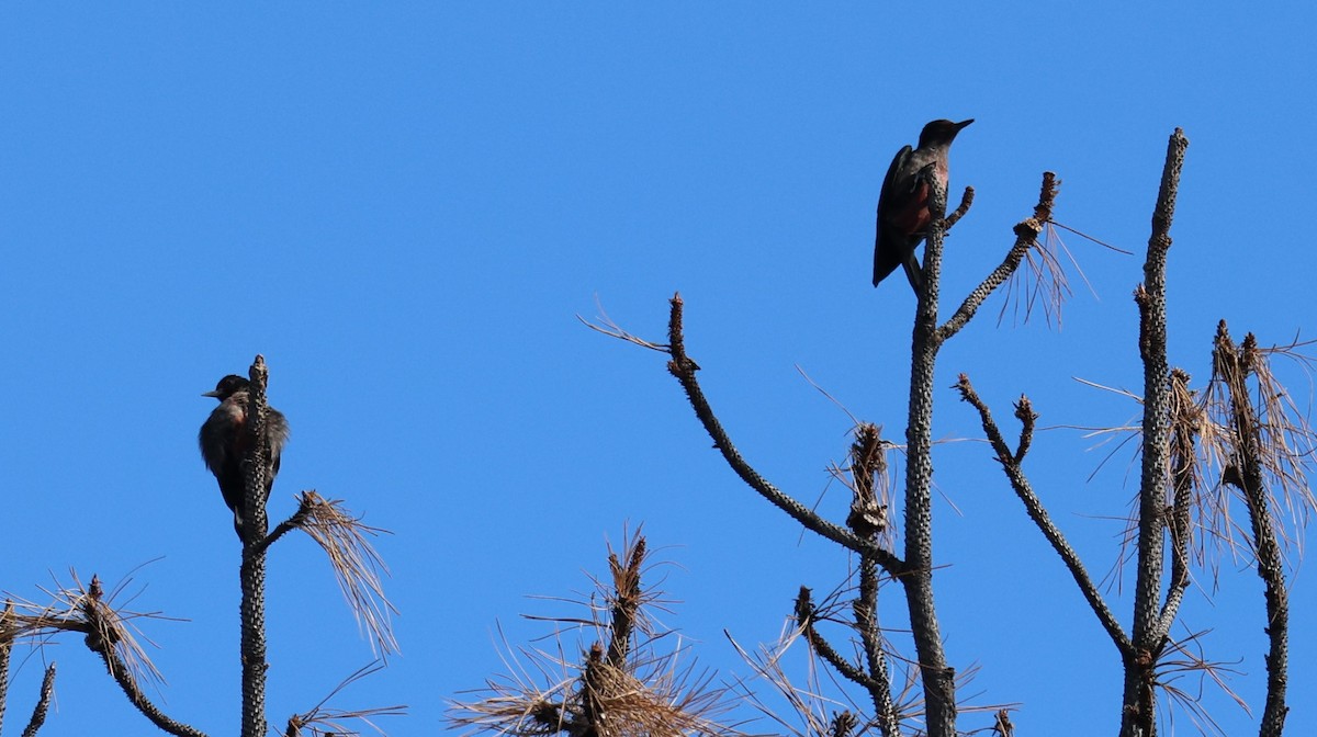 Lewis's Woodpecker - ML624079402