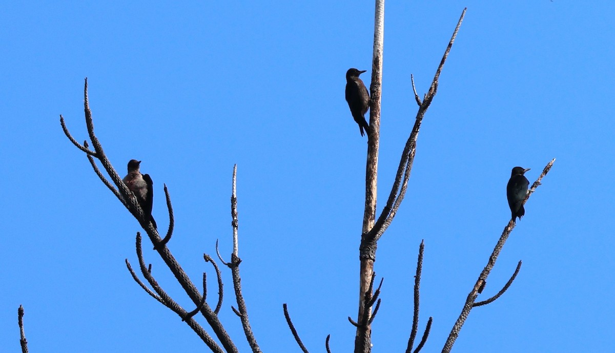 Lewis's Woodpecker - ML624079403