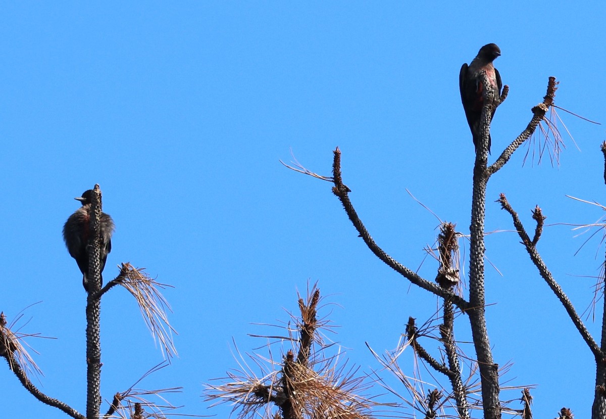 Lewis's Woodpecker - ML624079404