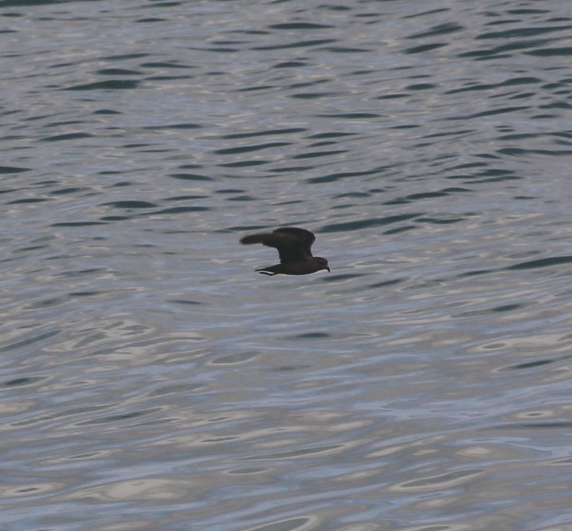 Least Storm-Petrel - ML624079438