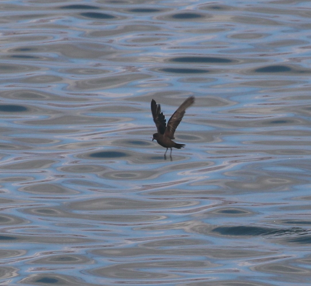 Least Storm-Petrel - ML624079441