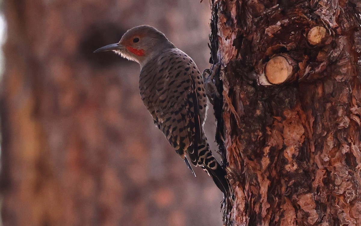 Northern Flicker (Red-shafted) - ML624079469