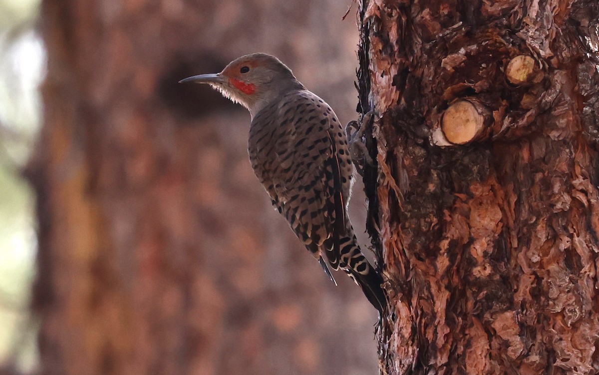 Northern Flicker (Red-shafted) - ML624079471