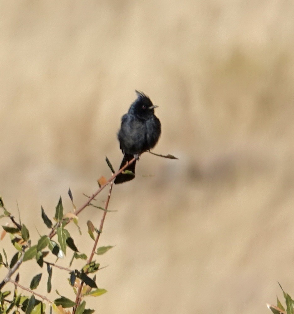 Phainopepla - Susan Hartley