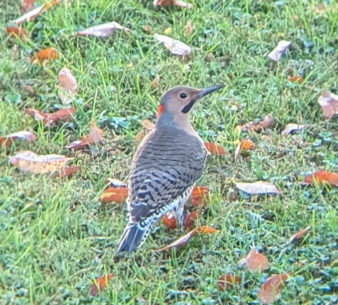 Northern Flicker (Yellow-shafted) - ML624079479