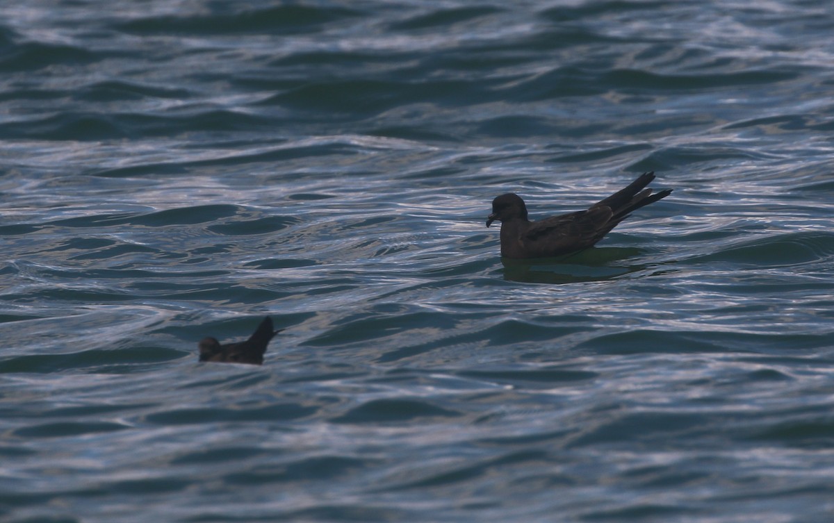 Black Storm-Petrel - ML624079482