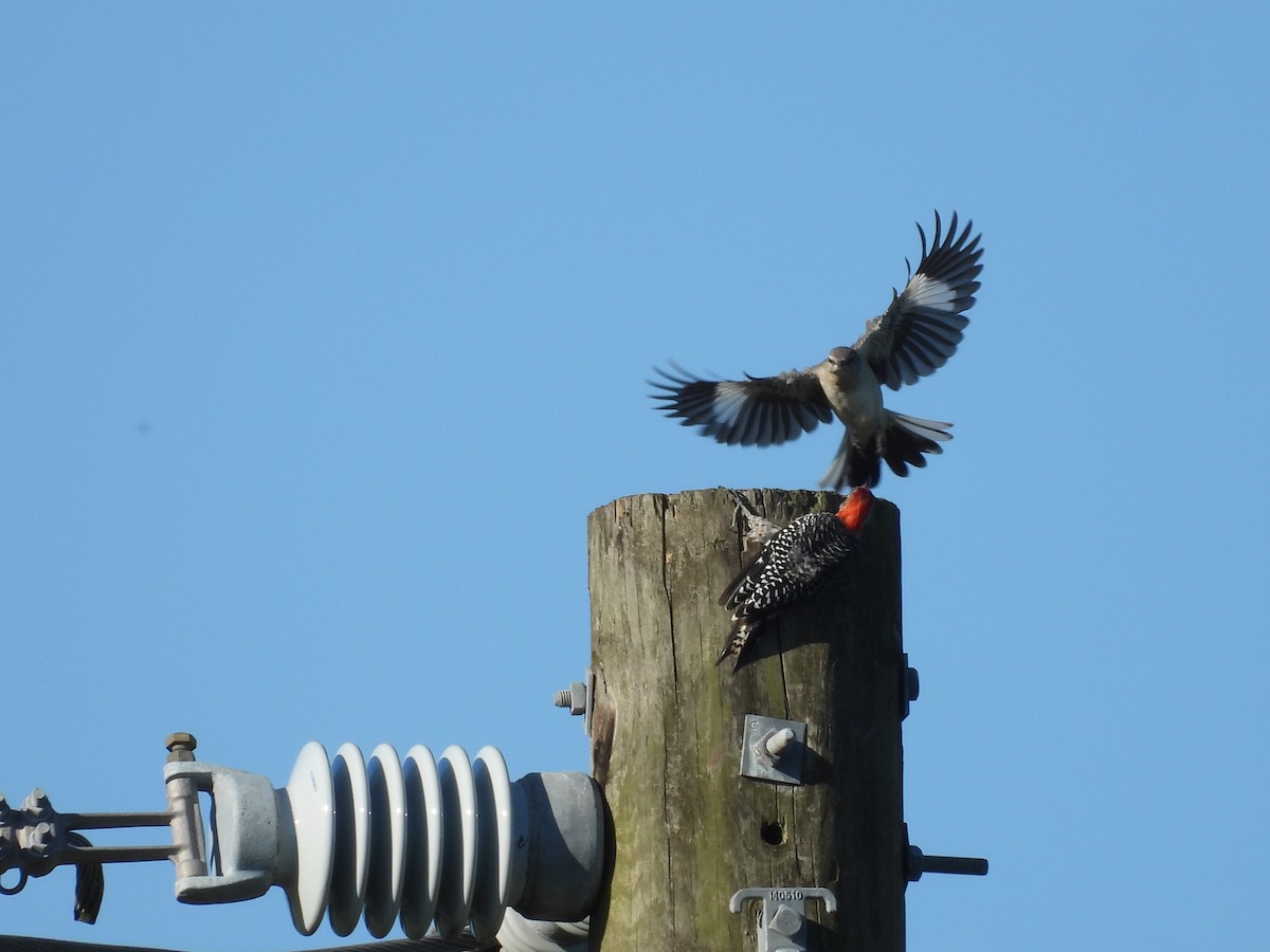 Northern Mockingbird - ML624079486