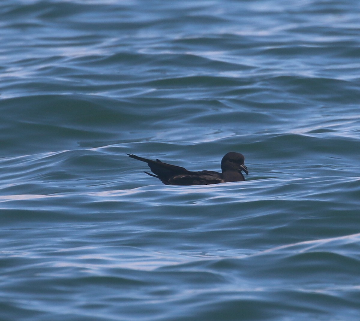 Black Storm-Petrel - David Stejskal