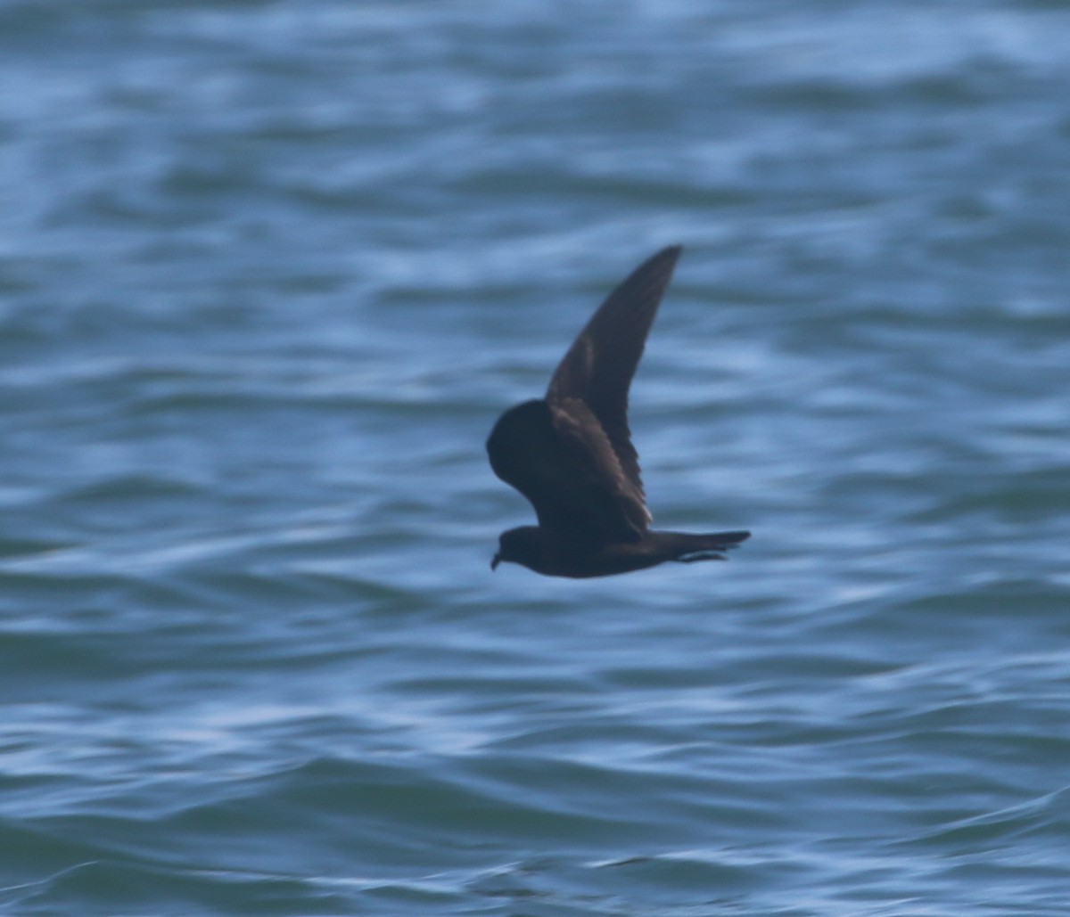 Black Storm-Petrel - ML624079500