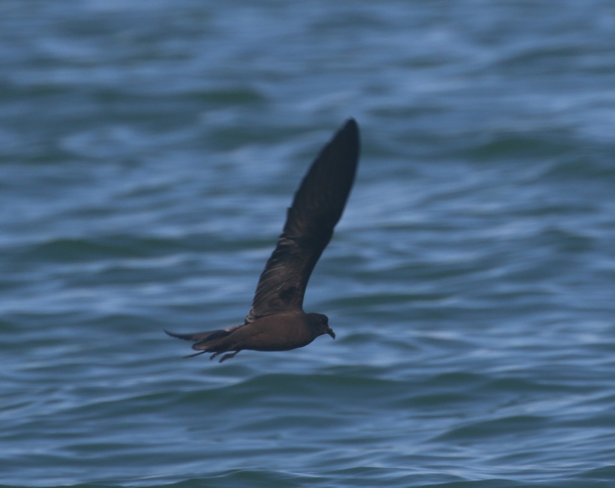 Black Storm-Petrel - ML624079502